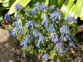Corydalis - Zielony ogród Maria Poliwodzińska Chełmno