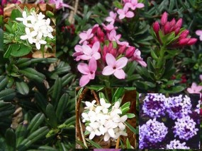 Daphne - Zielony ogród Maria Poliwodzińska Chełmno