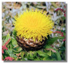 Centaurea - Zielony ogród Maria Poliwodzińska Chełmno