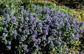 Barbula - Zielony ogród Maria Poliwodzińska Chełmno