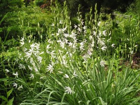 Anthericum ramosum - Zielony ogród Maria Poliwodzińska Chełmno