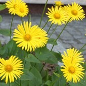 doronicum orientale - Zielony ogród Maria Poliwodzińska Chełmno