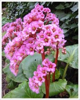 Bergenia - Zielony ogród Maria Poliwodzińska Chełmno