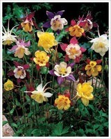 aquilegia flabelata - Zielony ogród Maria Poliwodzińska Chełmno