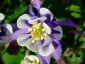 aquilegia flabelata Chełmno - Zielony ogród Maria Poliwodzińska
