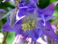 aquilegia flabelata BYLINY - Chełmno Zielony ogród Maria Poliwodzińska