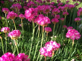 Armeria - Zielony ogród Maria Poliwodzińska Chełmno