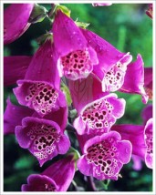 Digitalis - Zielony ogród Maria Poliwodzińska Chełmno