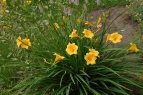 Hemerokallis - Zielony ogród Maria Poliwodzińska Chełmno