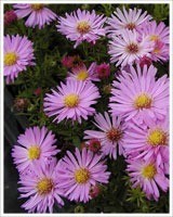 Asrer alpinus - Zielony ogród Maria Poliwodzińska Chełmno