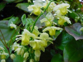 Epimedium - Zielony ogród Maria Poliwodzińska Chełmno