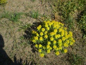 Euphorbia polychroma - Zielony ogród Maria Poliwodzińska Chełmno