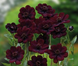 Cosmos Chocholade-kosmos czekoladowy - Zielony ogród Maria Poliwodzińska Chełmno