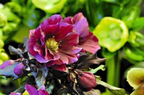 Heleborus dauble-ciemiernik pełny - Zielony ogród Maria Poliwodzińska Chełmno