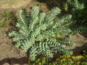 Euphorbia mirsinites - Zielony ogród Maria Poliwodzińska Chełmno