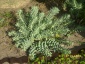 Euphorbia mirsinites - Zielony ogród Maria Poliwodzińska Chełmno