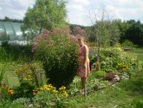 Eupatorium-sadziec - Zielony ogród Maria Poliwodzińska Chełmno