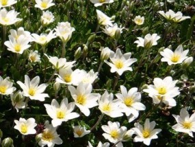 Dryas - Zielony ogród Maria Poliwodzińska Chełmno