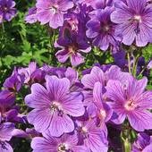 Geranium-bodziszek - Zielony ogród Maria Poliwodzińska Chełmno