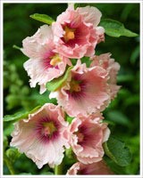 Alcea - Zielony ogród Maria Poliwodzińska Chełmno