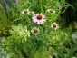 Zielony ogród Maria Poliwodzińska Chełmno - echinacea purpurea