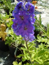 Delphinium-ostróżka - Zielony ogród Maria Poliwodzińska Chełmno