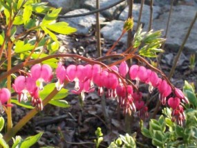 dicentra spectabilis - Zielony ogród Maria Poliwodzińska Chełmno