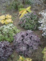 heuchera-żurawka - Zielony ogród Maria Poliwodzińska Chełmno