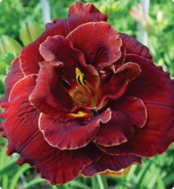 Hemerokalis dauble - Zielony ogród Maria Poliwodzińska Chełmno