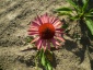 echinacea purpurea - Zielony ogród Maria Poliwodzińska Chełmno