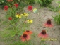 echinacea purpurea Ogród - Chełmno Zielony ogród Maria Poliwodzińska