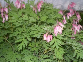 Dicentra exima Serduszka niziutkie - Zielony ogród Maria Poliwodzińska Chełmno