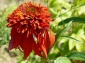 Chełmno Echinacea Jeżówka - Zielony ogród Maria Poliwodzińska