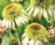 Zielony ogród Maria Poliwodzińska - Echinacea Jeżówka Chełmno