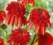 Chełmno Zielony ogród Maria Poliwodzińska - Echinacea Jeżówka