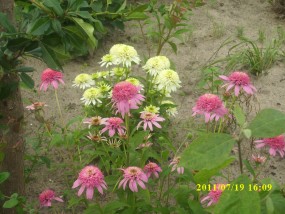 Echinacea Jeżówka - Zielony ogród Maria Poliwodzińska Chełmno