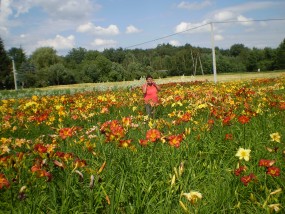 hemerokalis - Zielony ogród Maria Poliwodzińska Chełmno