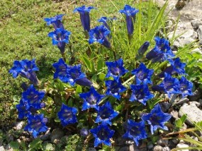 gentiana -goryczka - Zielony ogród Maria Poliwodzińska Chełmno