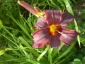 hemerokalis Ogród - Chełmno Zielony ogród Maria Poliwodzińska