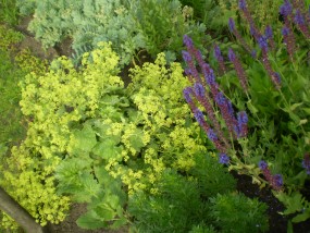 Alchemilla mollis - Zielony ogród Maria Poliwodzińska Chełmno