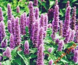 agastache - Zielony ogród Maria Poliwodzińska Chełmno