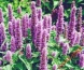 agastache - Zielony ogród Maria Poliwodzińska Chełmno
