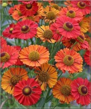 helenium-dzielżan ogrodowy - Zielony ogród Maria Poliwodzińska Chełmno