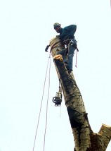 wycinka - przycinka drzew - alpinistyczne prace wysokościowe renifer Kraków