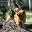 Alta Carya FCI Hodowla Psów Rasowych Aleksandrów Łódzki - Norwich Terrier