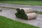 Trawa z rolki, trawa rolowana trawniki - Sierakowice Trawa z rolki, trawa rolowana