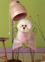 Salon kosmetyczny dla psów w Swarzędzu - strzyżenie psów Swarzędz
