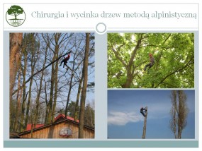 Wycinka i pielęgnacja drzew  metodą alpinistyczną - TREEL Pielęgnacja i wycinka drzew. Ekspertyzy dendrologiczne Nasielsk