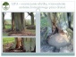 Pielęgnacja i konserwacja pomników przyrody - TREEL Pielęgnacja i wycinka drzew. Ekspertyzy dendrologiczne Nasielsk