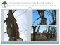 Pielęgnacja i konserwacja pomników przyrody Nasielsk - TREEL Pielęgnacja i wycinka drzew. Ekspertyzy dendrologiczne